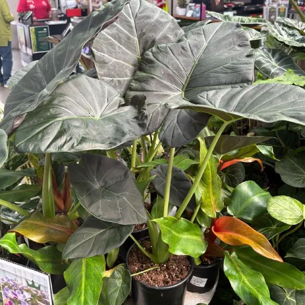 Alocasia Regal Shield 23cm