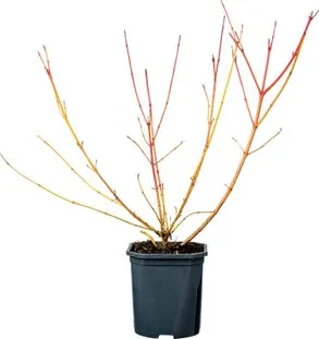 Rode Kornoelje (Cornus sanguinea 'Winter Beauty') D 17 H 40 cm