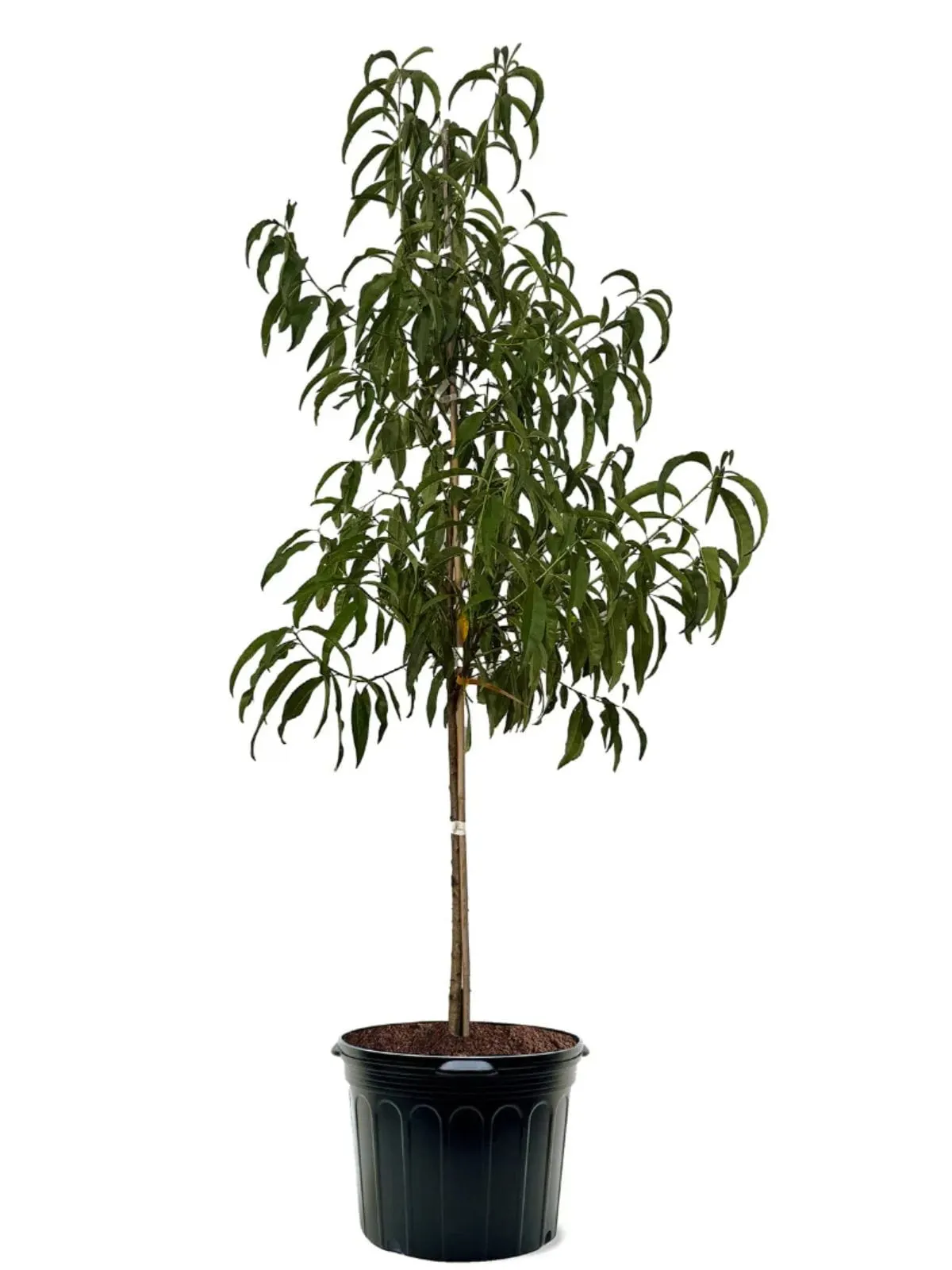 7 -Gallon Fruit