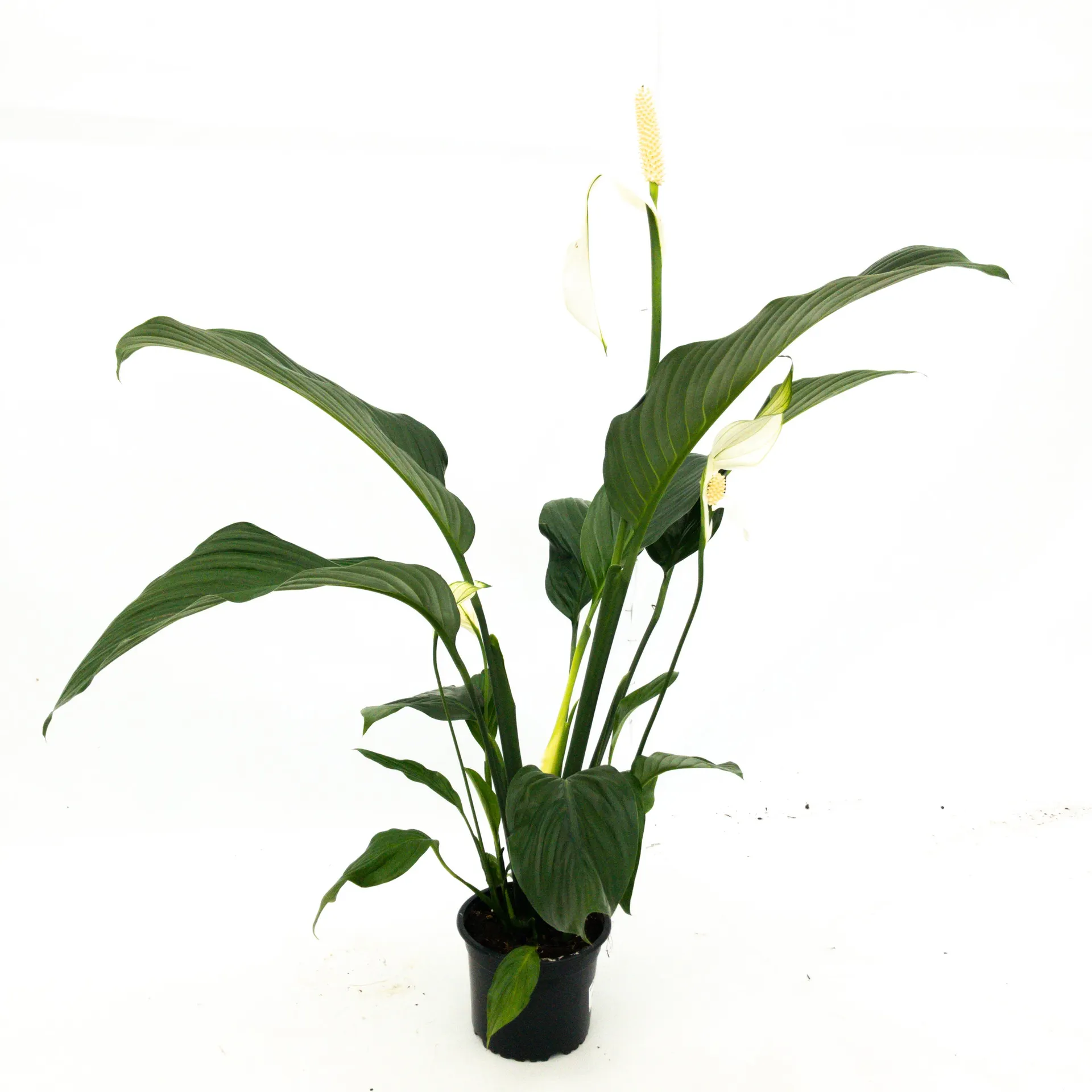 Spathiphyllum wallissii 'Silvana' (Peace Lily) - 140mm