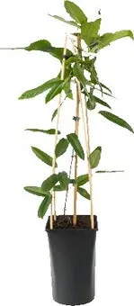 Groenblijvende Bosrank (Clematis armandii) D 16 H 75 cm