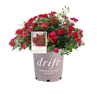 Red Red Drift Rose 1 -Gallon 1 -Pack in Pot