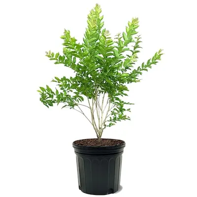 2.5 -Quart Screening Evergreen Spartan Juniper Pot