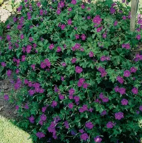 Ooievaarsbek (Geranium x riversleaianum 'Russell Prichard') D 11 H 10 cm