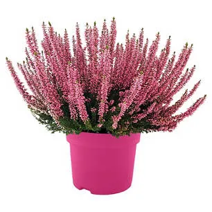 Callunen Pink Girls