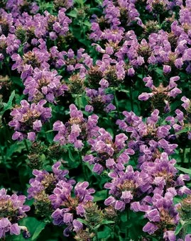 Bijenkorfje (Prunella grandiflora) D 11 H 10 cm