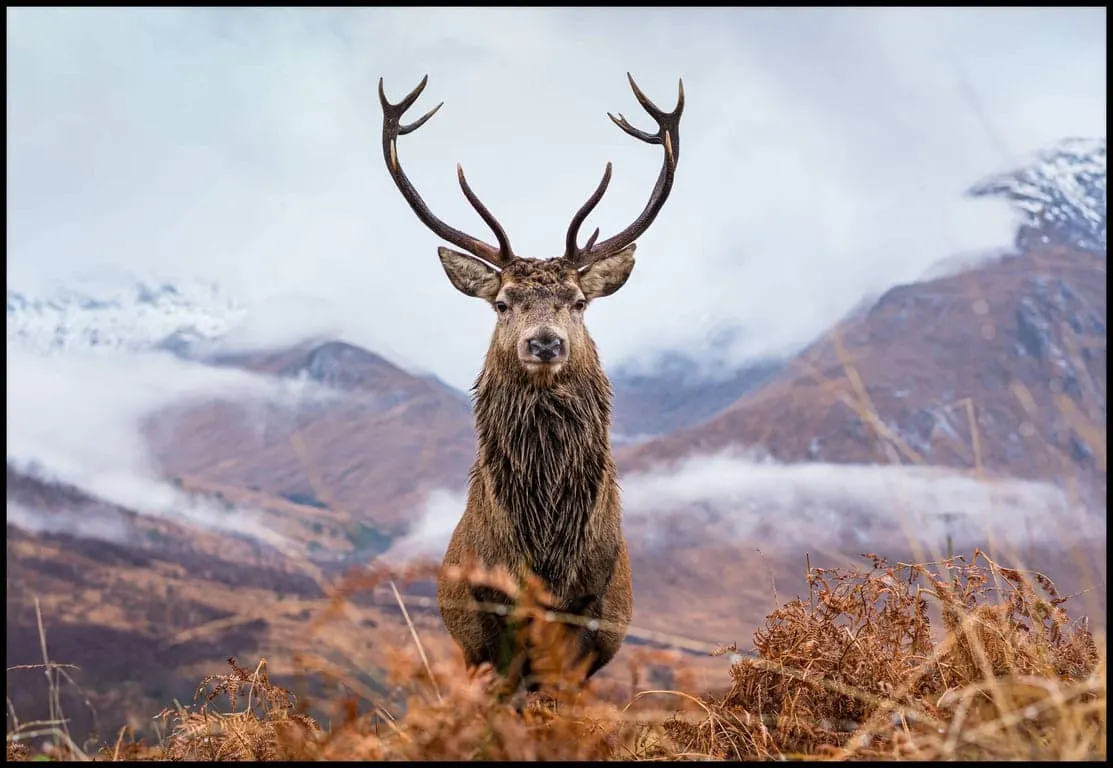 Canvas Deer 100x150 cm