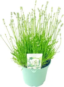Lavendel (Lavandula angustifolia 'Hidcote White') D 17 H 25 cm