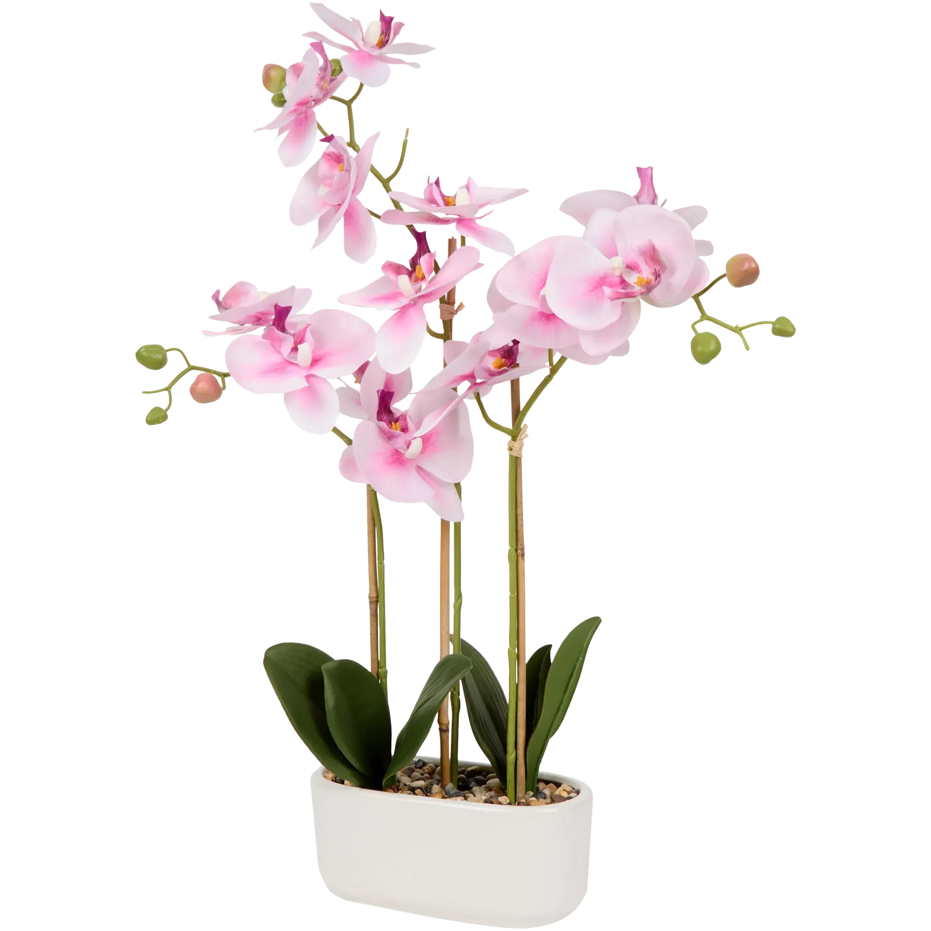 Orchidea finta in vaso