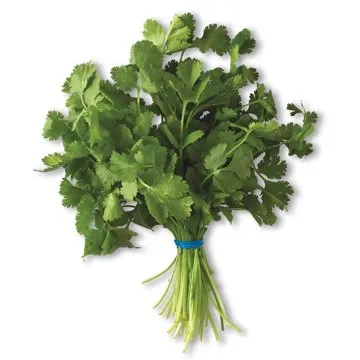 Fresh Cilantro, Each