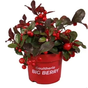 Bergthee (Gaultheria procumbens 'Big Berry') D 10,5 H 10 cm