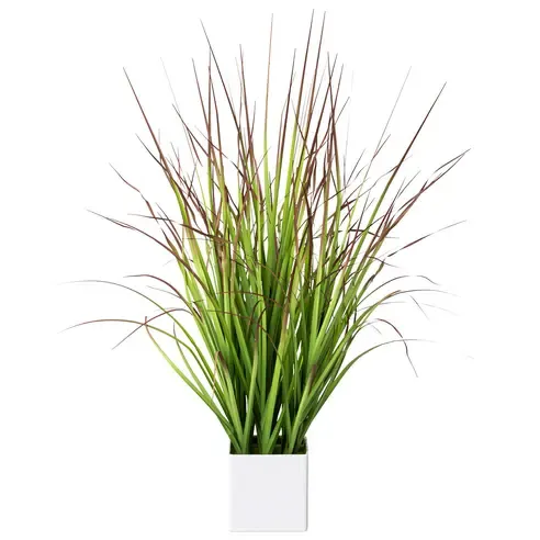 Blutgras - grün-rot - im Topf - 76 cm hoch