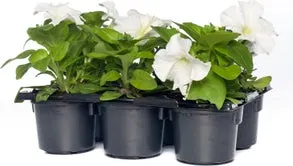 Petunia (Petunia) wit D 9 H 10 cm