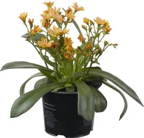 Bitterkruid (Lewisia cotyledon 'Mountain Dreams') D 10,5 H 15 cm