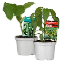 Gurkenpflanze Vielfalt Mix / Hot Peppers "Chill out"