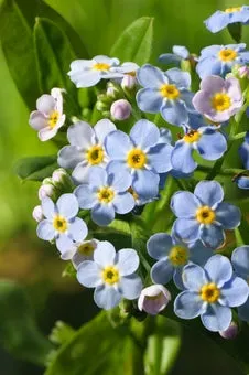 Moeras Vergeet-Mij-Niet (Myosotis palustris) D 9 H 20 cm
