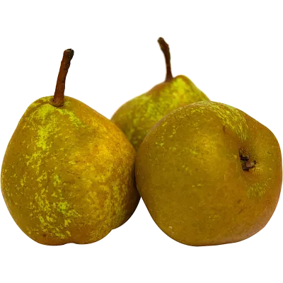 Winter Nelis Pears