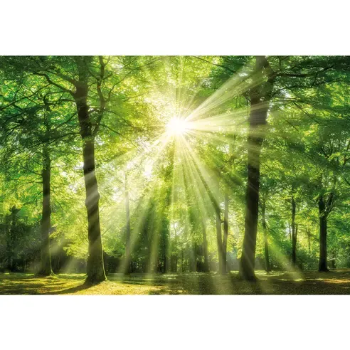 Keilrahmenbild WALD - 118x78 cm