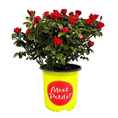 Red Meet Petite' Knockout Rose 1.5 -Gallon 1 -Pack in Pot