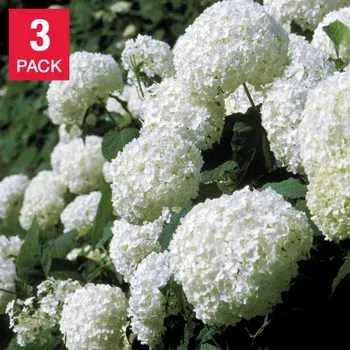 Longfield Gardens Hydrangea Annabelle, 3-pack