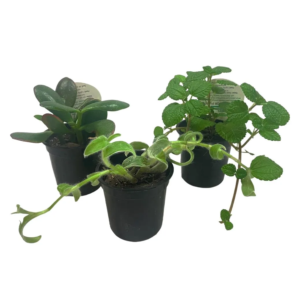 Baby House Plants - 80mm