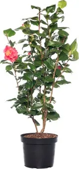 Japanse Roos (Camellia japonica) D 15 H 40 cm