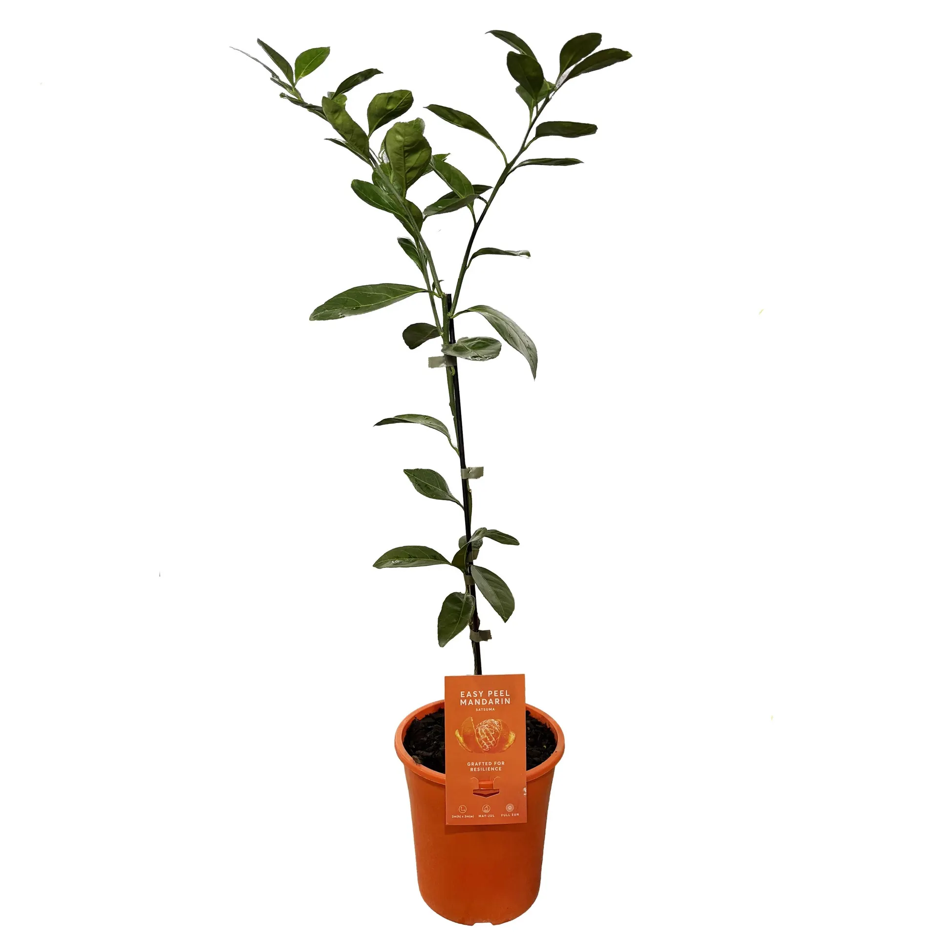 Mandarin 'satsuma' - 3L