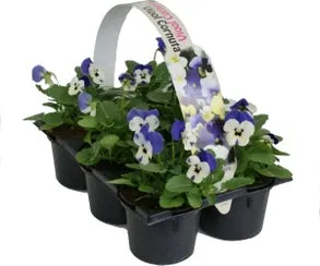 Hoornviool (Viola cornuta) sixpack blauw D 9 H 12 cm