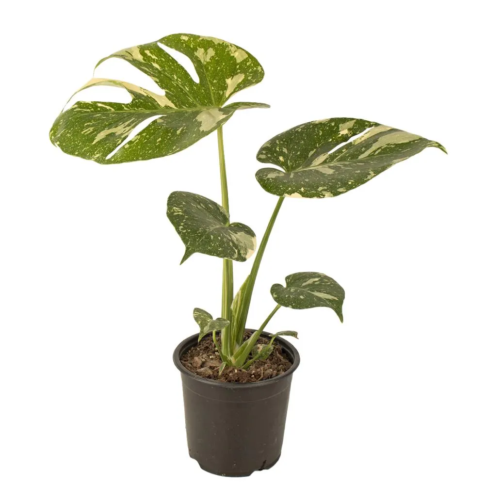 Monstera 'Thai Constellation' Variegated 17cm