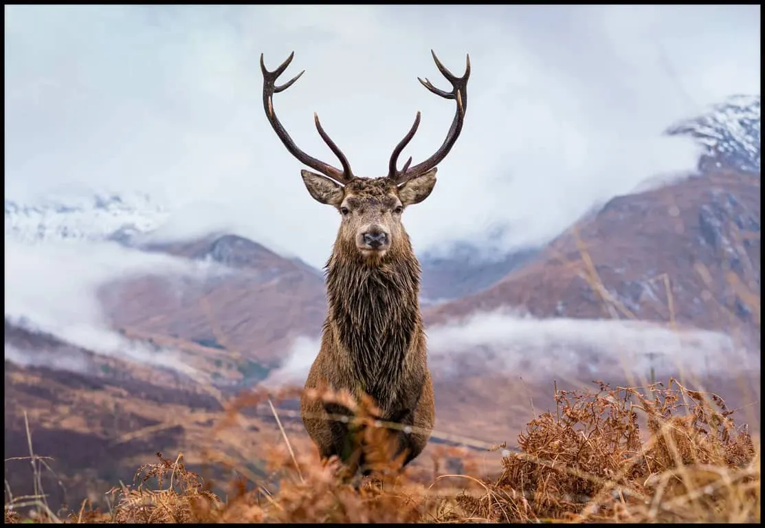 Canvas Deer 100x150 cm