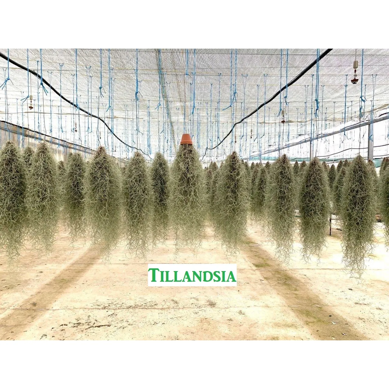 Tillandsia Usneoides Hanging