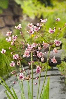 Zwanebloem (Butomus umbellatus) D 9 H 20 cm