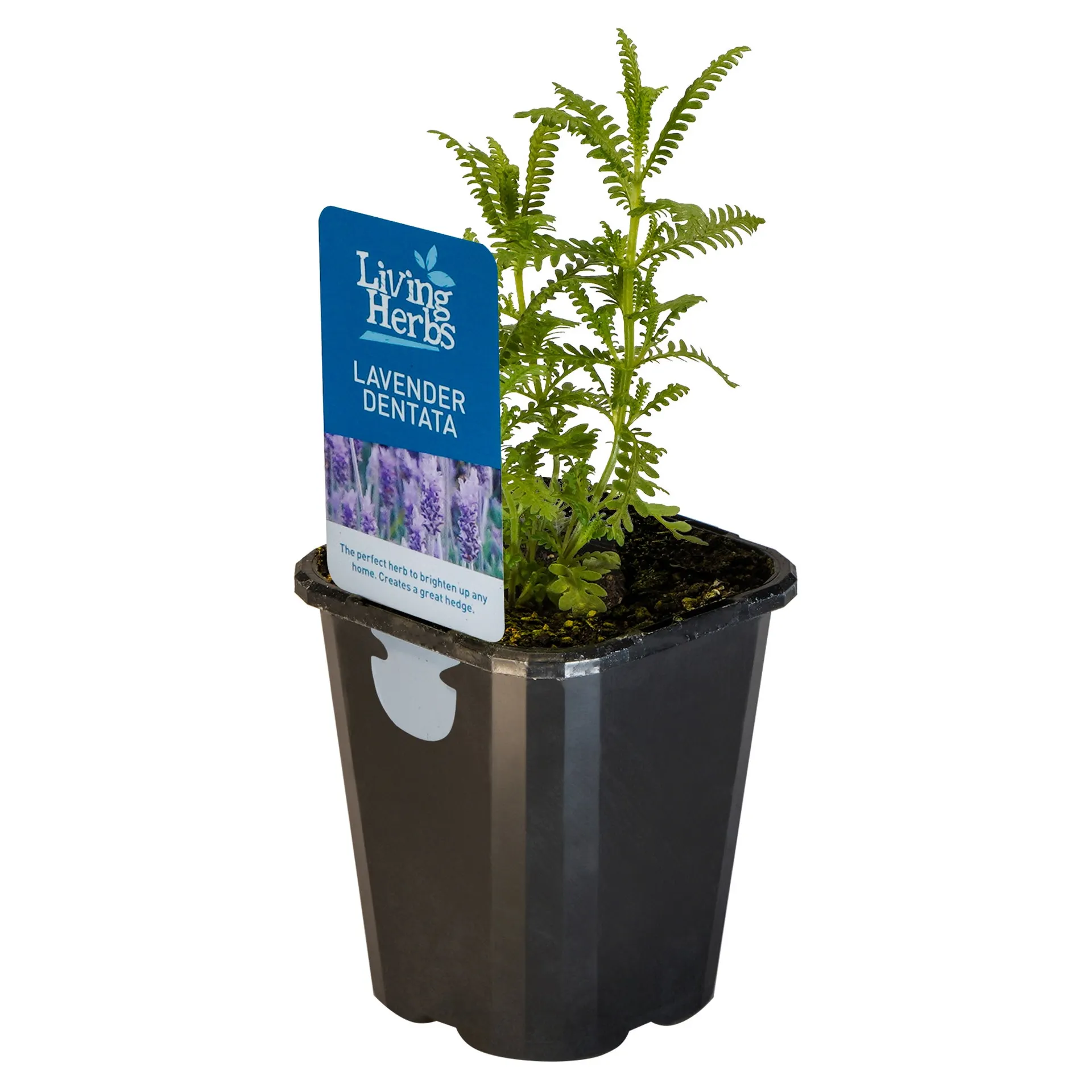 Lavender Dentata - Small Herb 10cm
