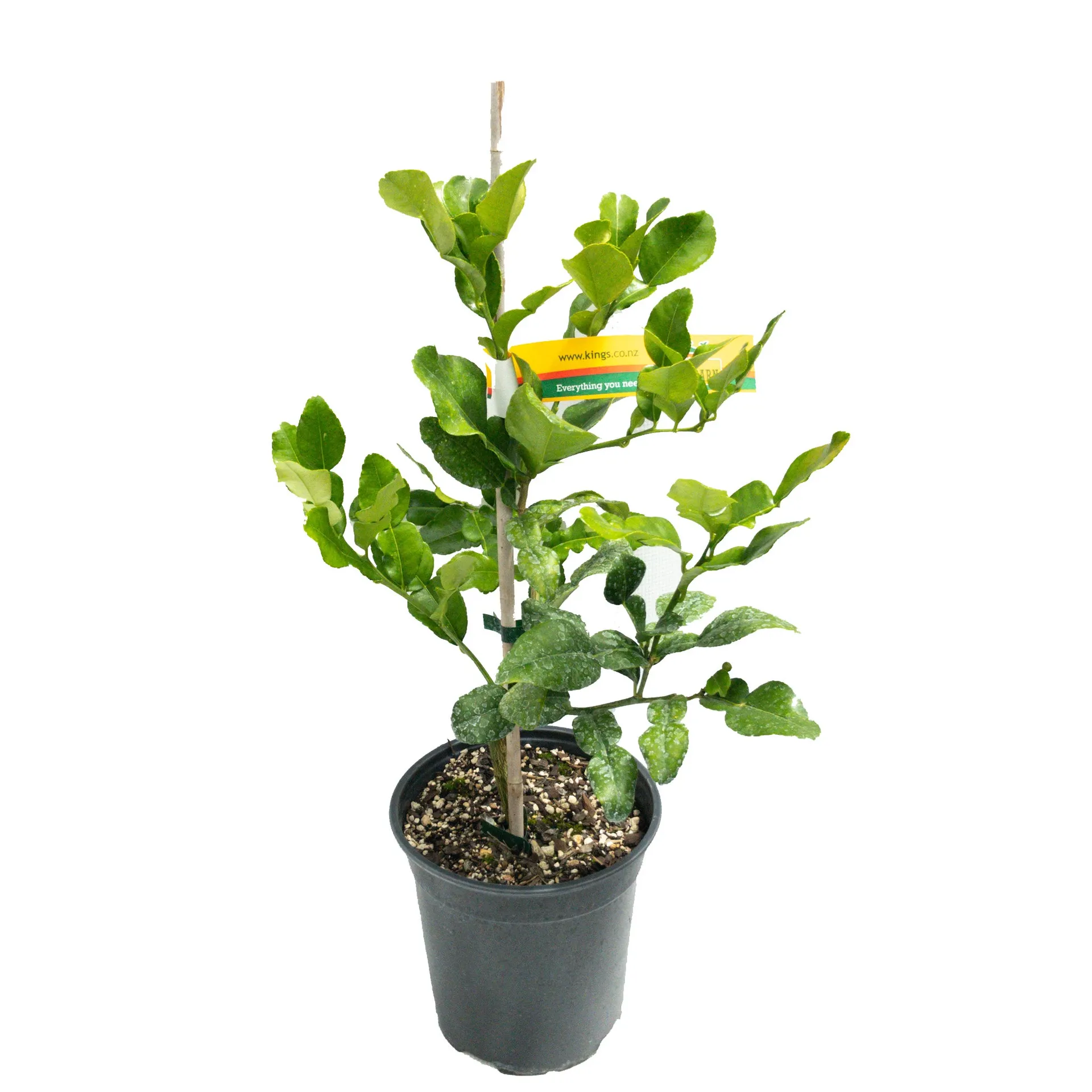 Lime Kaffir Trifoliata - 3.5L