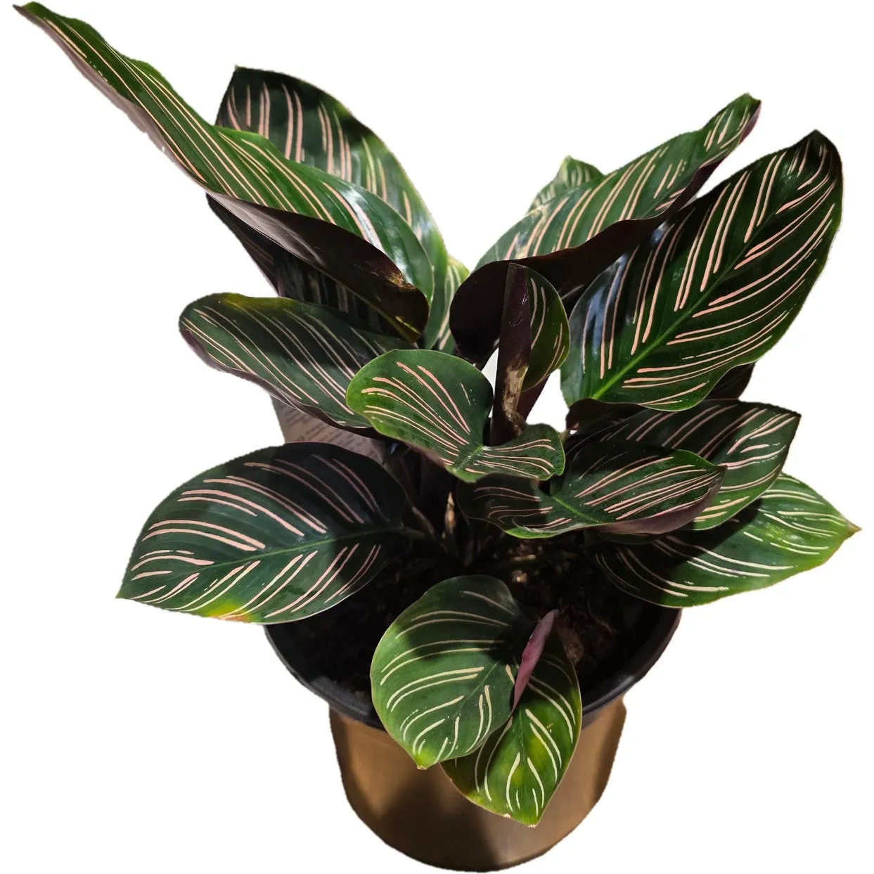 Calathea Ornata - 14cm