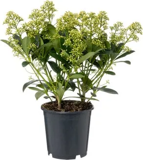 Skimmia (Skimmia japonica 'Finchy') D 15 H 30 cm