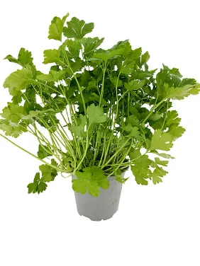 Bladpersille