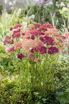 Duizendblad (Achillea millefolium 'Summer Pastels') D 11 H 80 cm