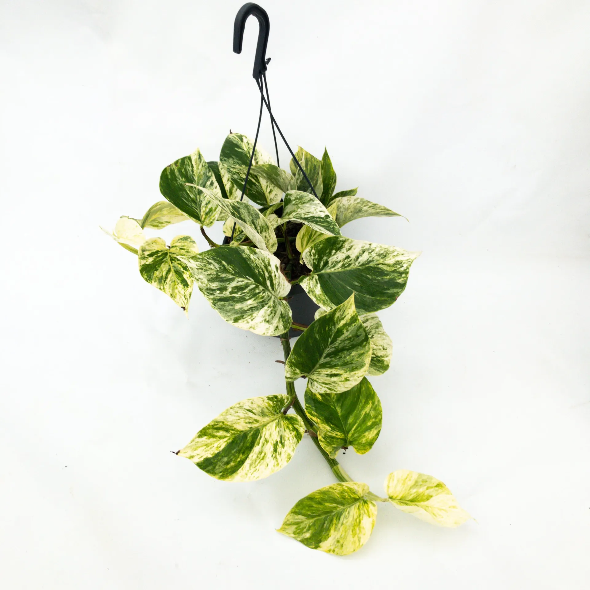 Epipremnum aureum 'Marble Queen' (Pothos) - 17Cm
