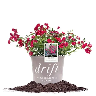 Pink Pink Drift Rose 1 -Gallon 1 -Pack in Pot