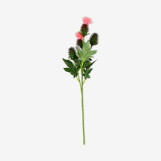 Dekorativ blomst - Tistel