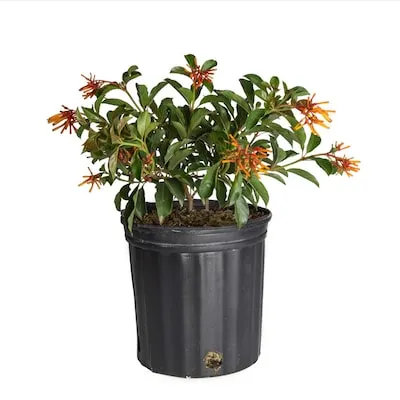 Hamelia Fire Bush Flowering Shrub in 2 -Gallon Pot 1 -Pack