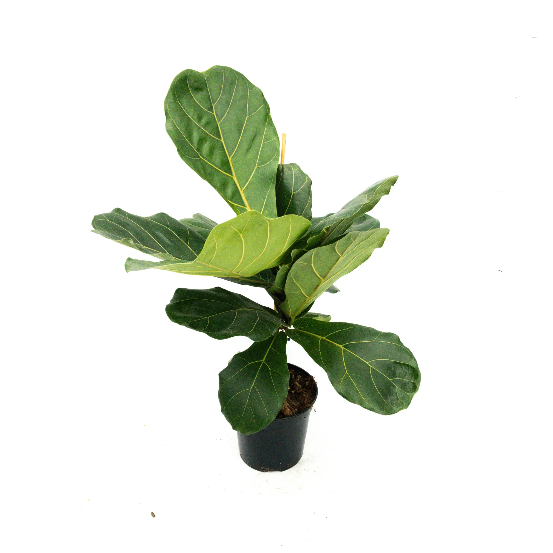 Ficus lyrata (Fiddle Leaf Fig) - 17Cm