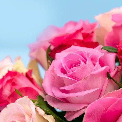 Brievenbusbloemen | Rozen | Liefdevol Roze