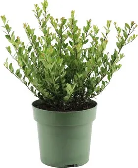 Japanse hulst (Ilex crenata 'Jenny') D 17 H 37 cm
