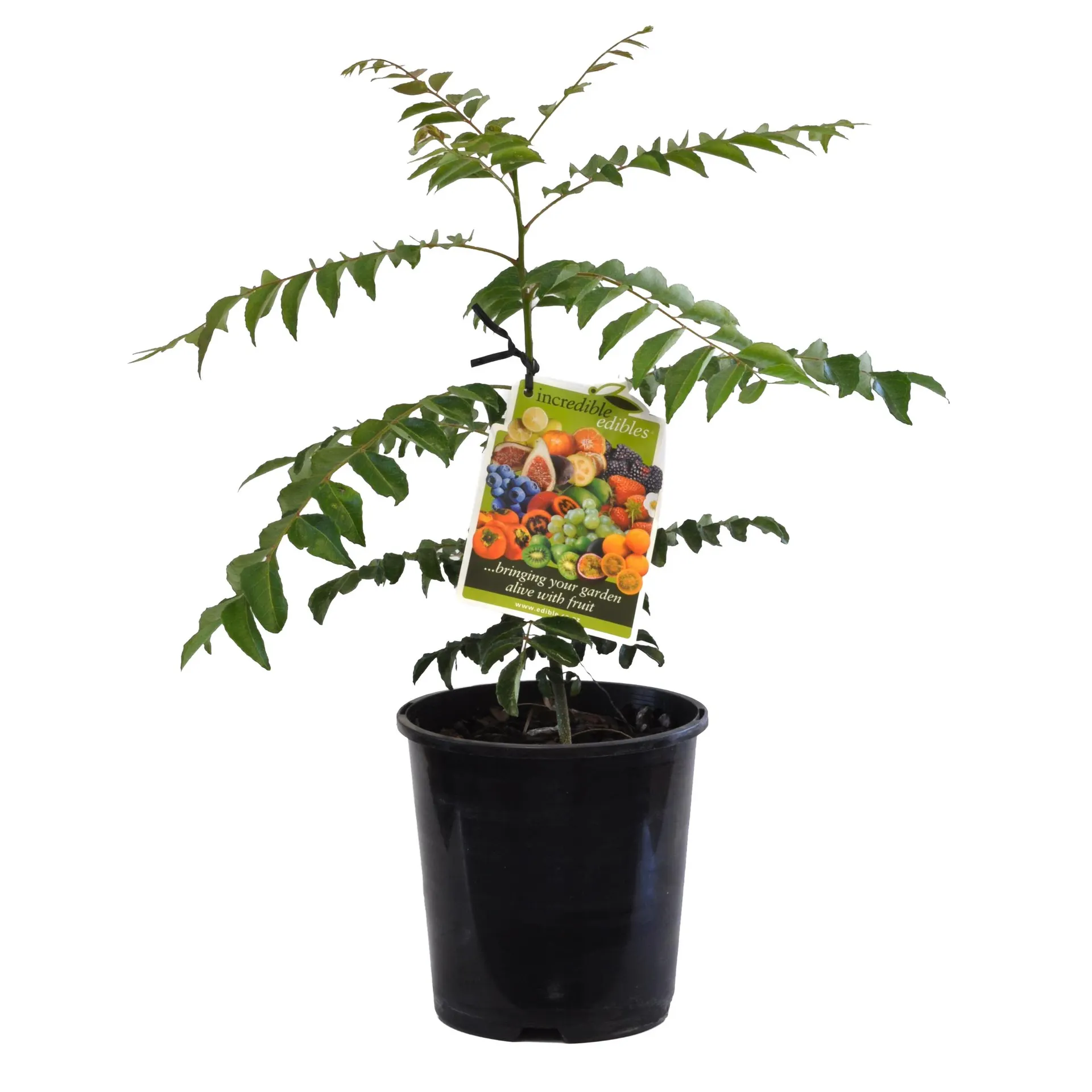 Curry Leaf - 2.5L