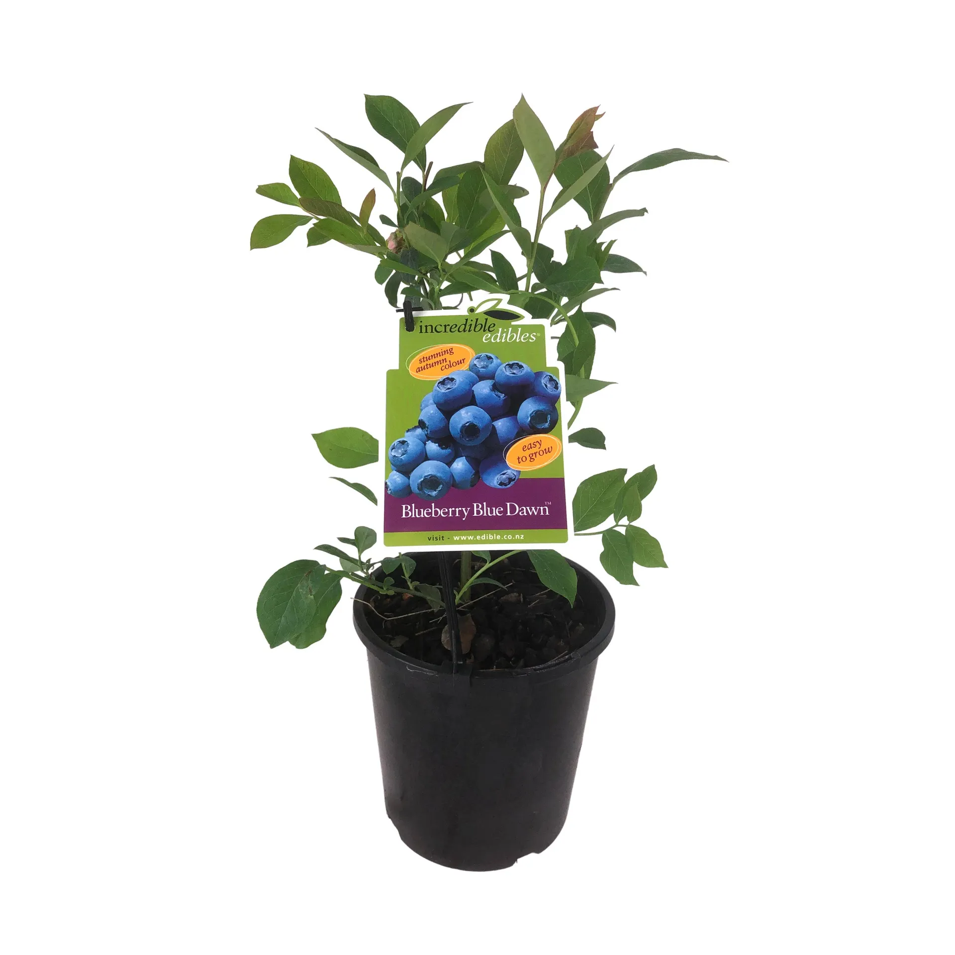 Blueberry 'Blue Dawn' - 3L