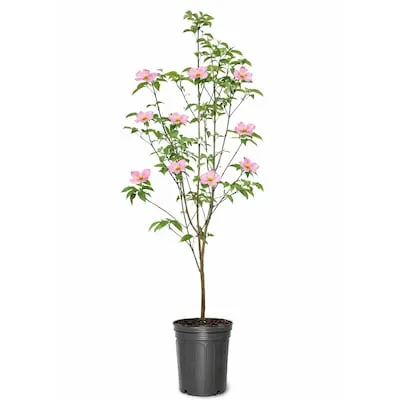 2.5 -Quart Screening Evergreen Green Giant Arborvitae (2 Pack) Pot