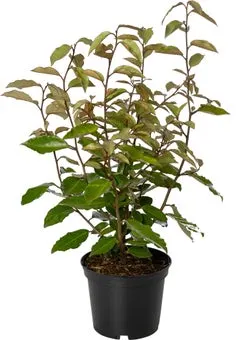 Olijfwilg (Elaeagnus ebbingei 'Compacta') D 23 H 60 cm