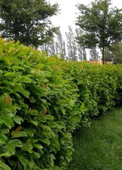 Laurierkers (Prunus laurocerasus 'Etna') D 23 H 40 cm